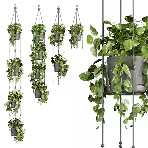 plant vol 720 - pothos - hanging - ampelous