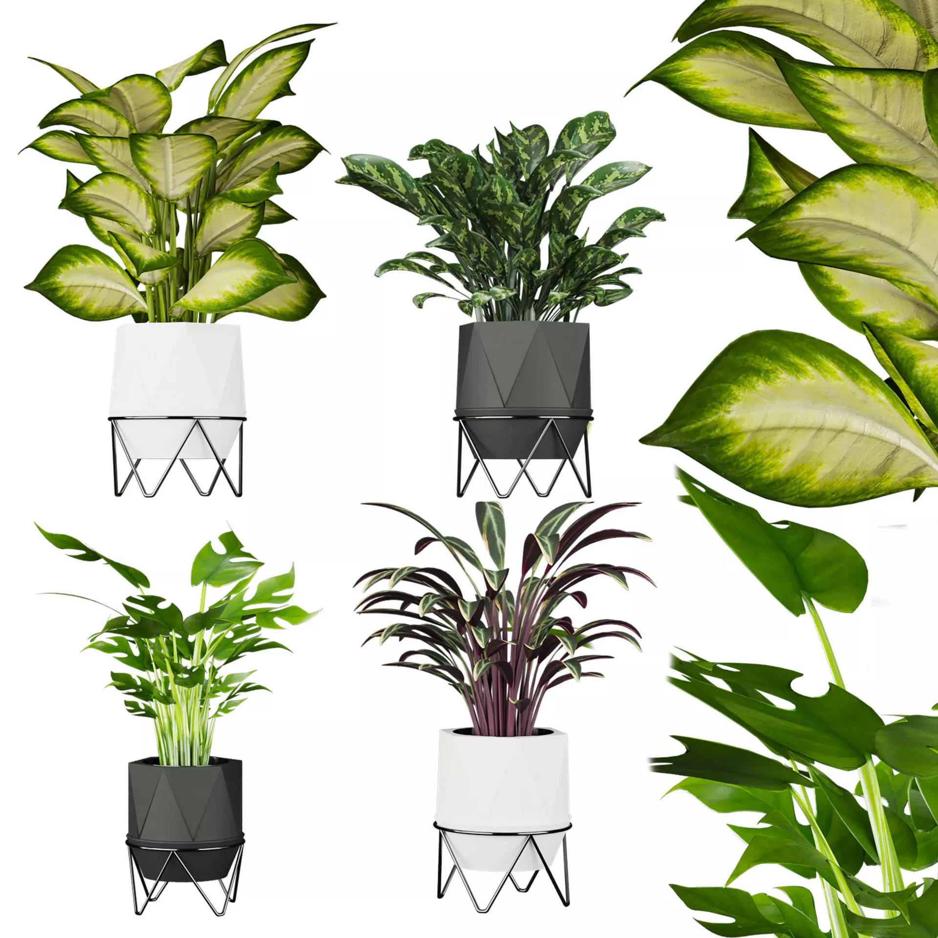 plant vol 724 - Rhaphidophora - Dumb - Stromanthe - Aglaonema 3D model