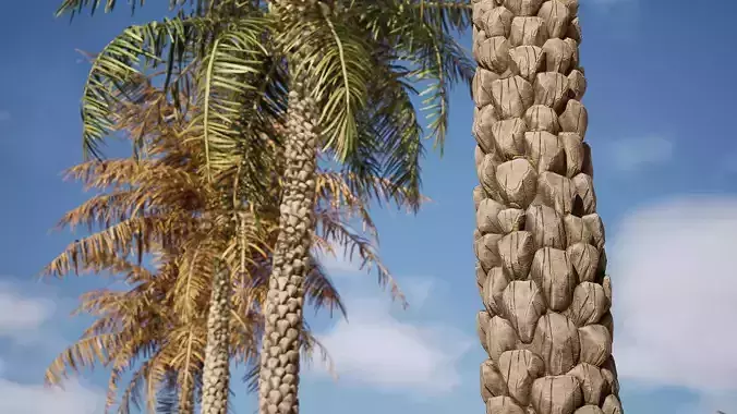 Palm Tree pack