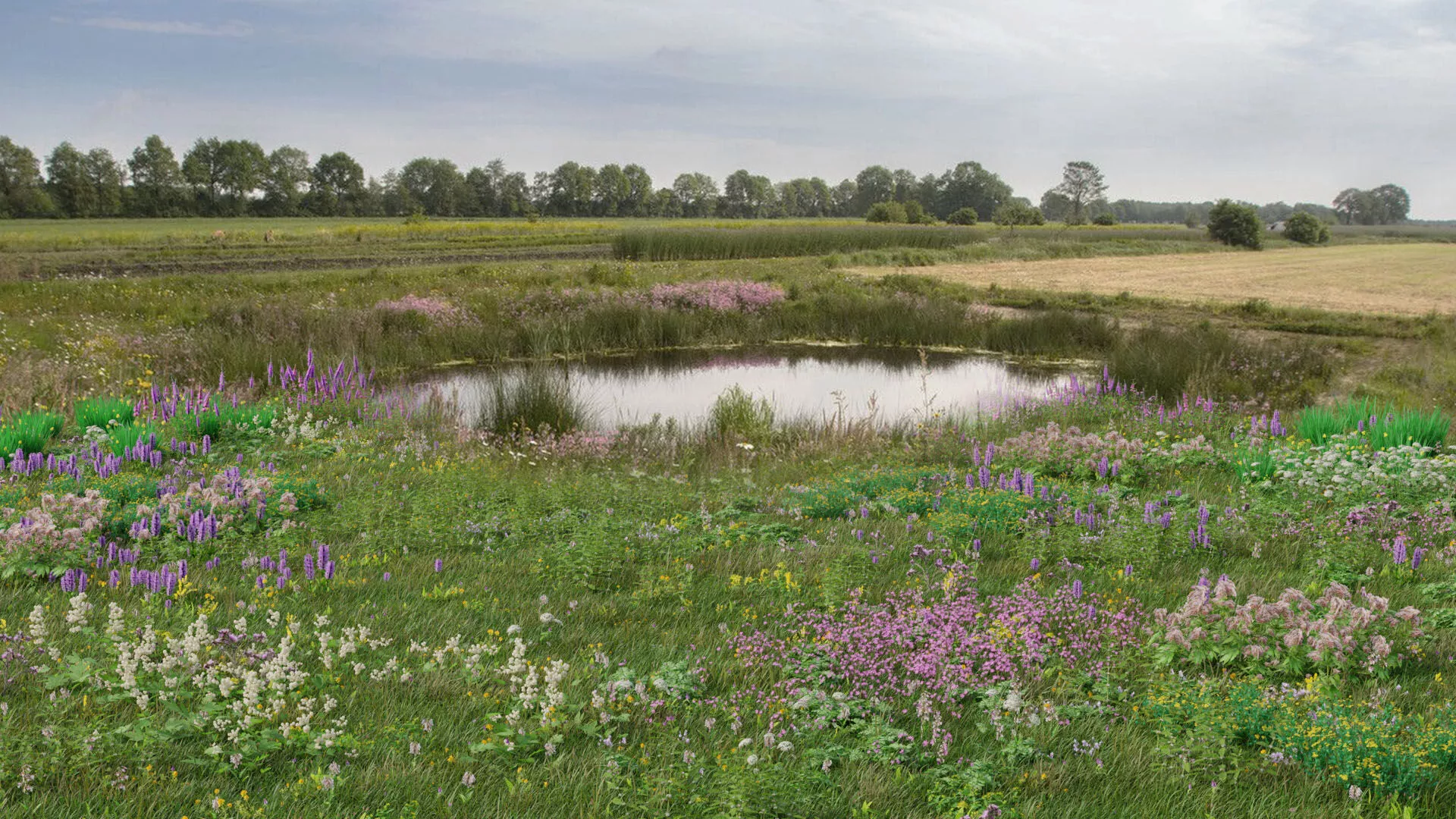 Wetland Wild Grass and Flowers 3D model
