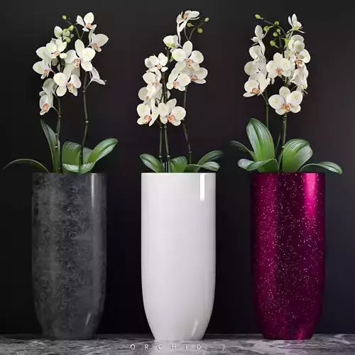 Orchid flower pot with in it 3D model