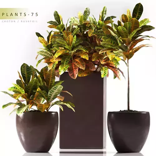Plant 75