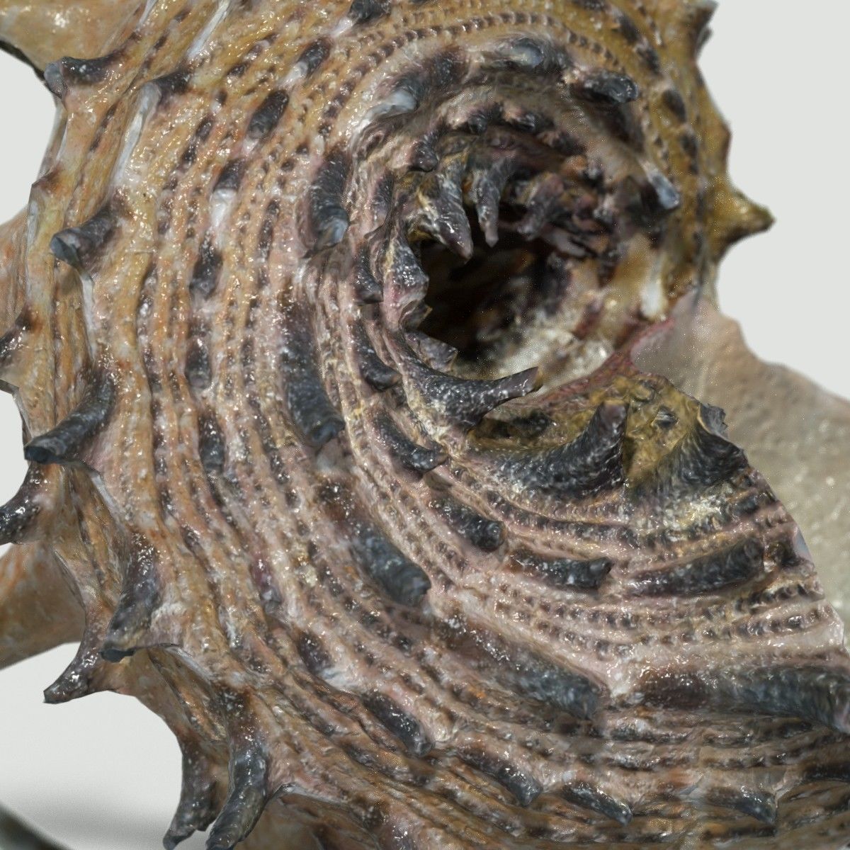 Angaria Delphinus Melanacantha Low-poly 3D model_4