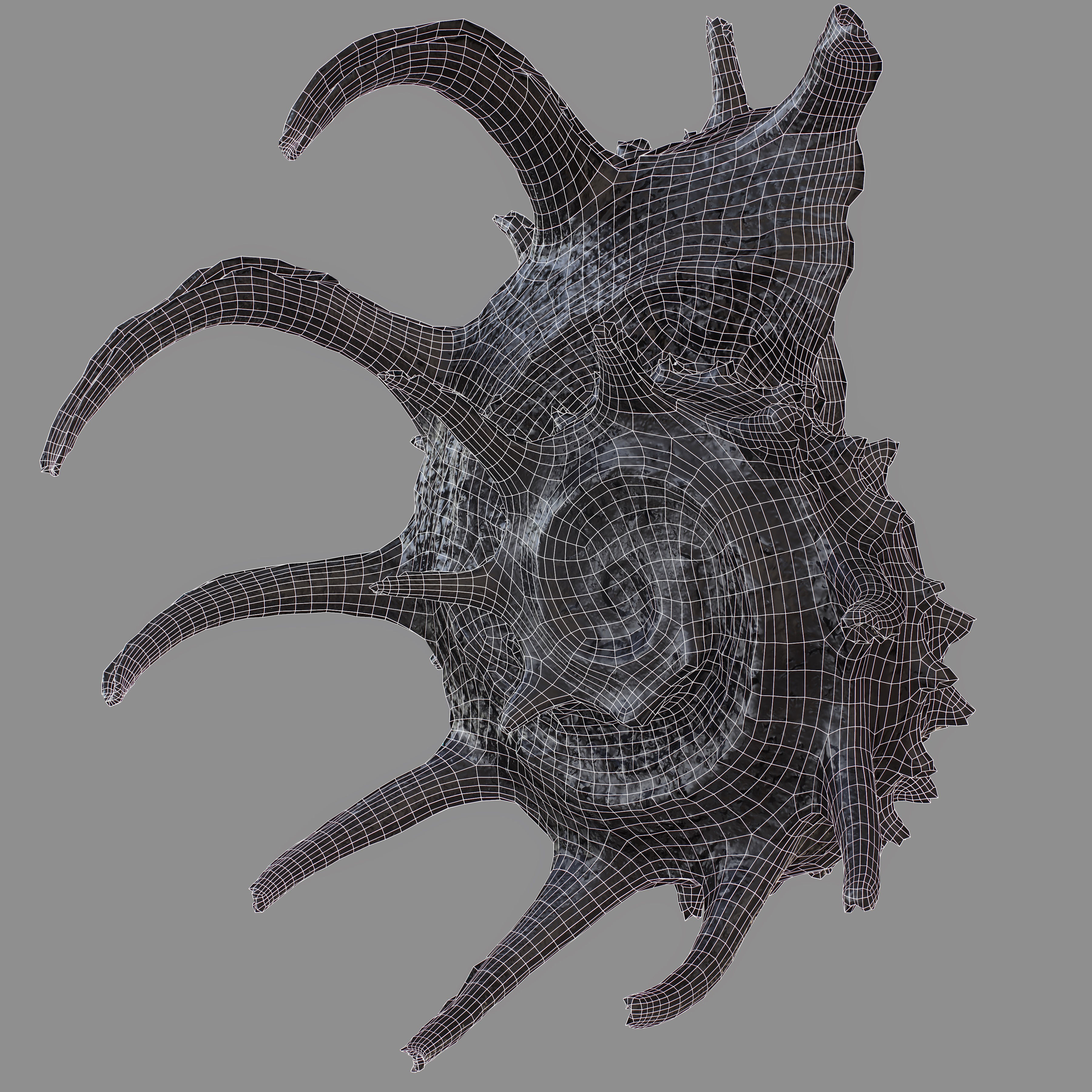 Angaria Delphinus Melanacantha Low-poly 3D model_13