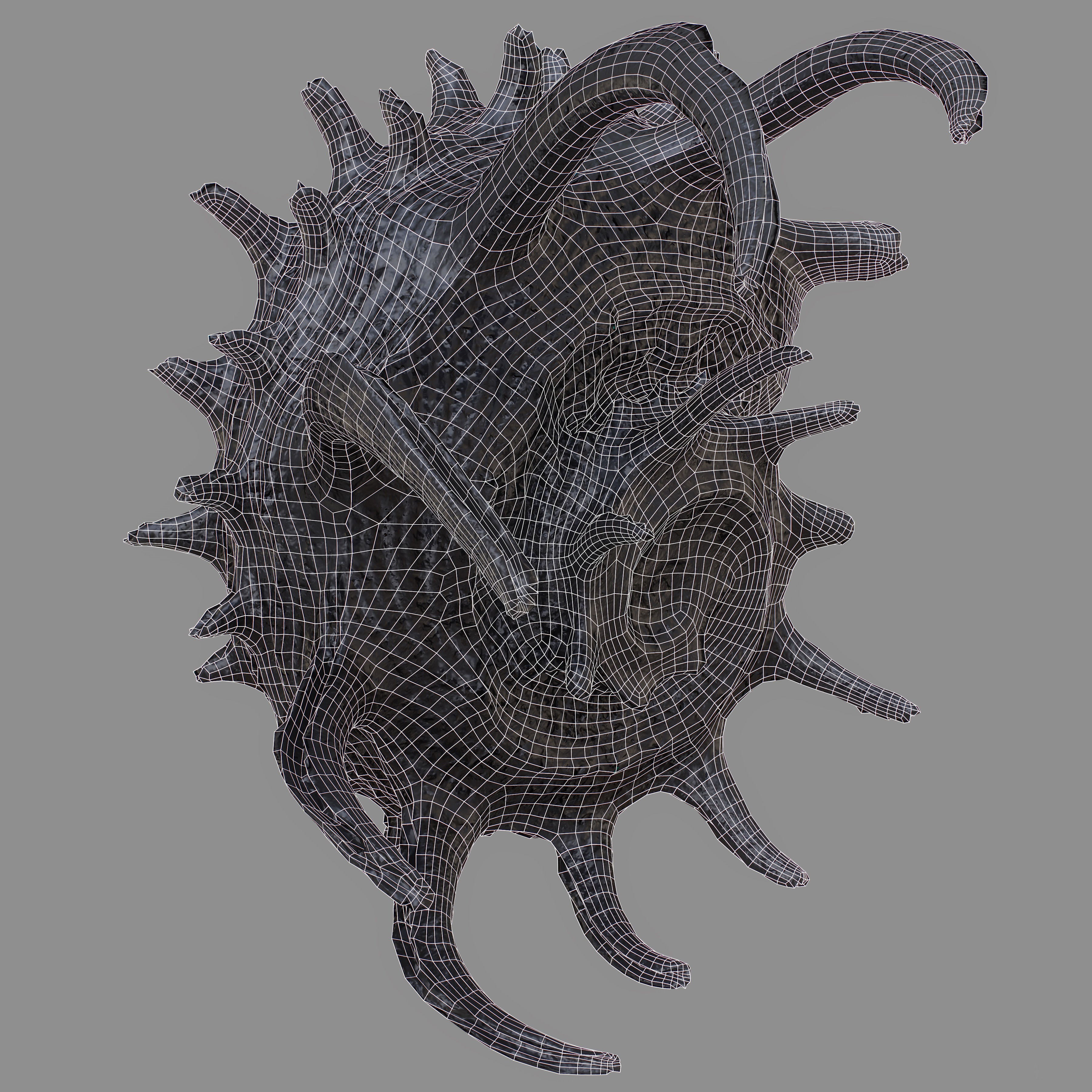 Angaria Delphinus Melanacantha Low-poly 3D model_14