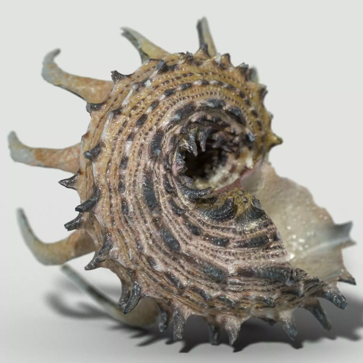 Angaria Delphinus Melanacantha Low-poly 3D model_0