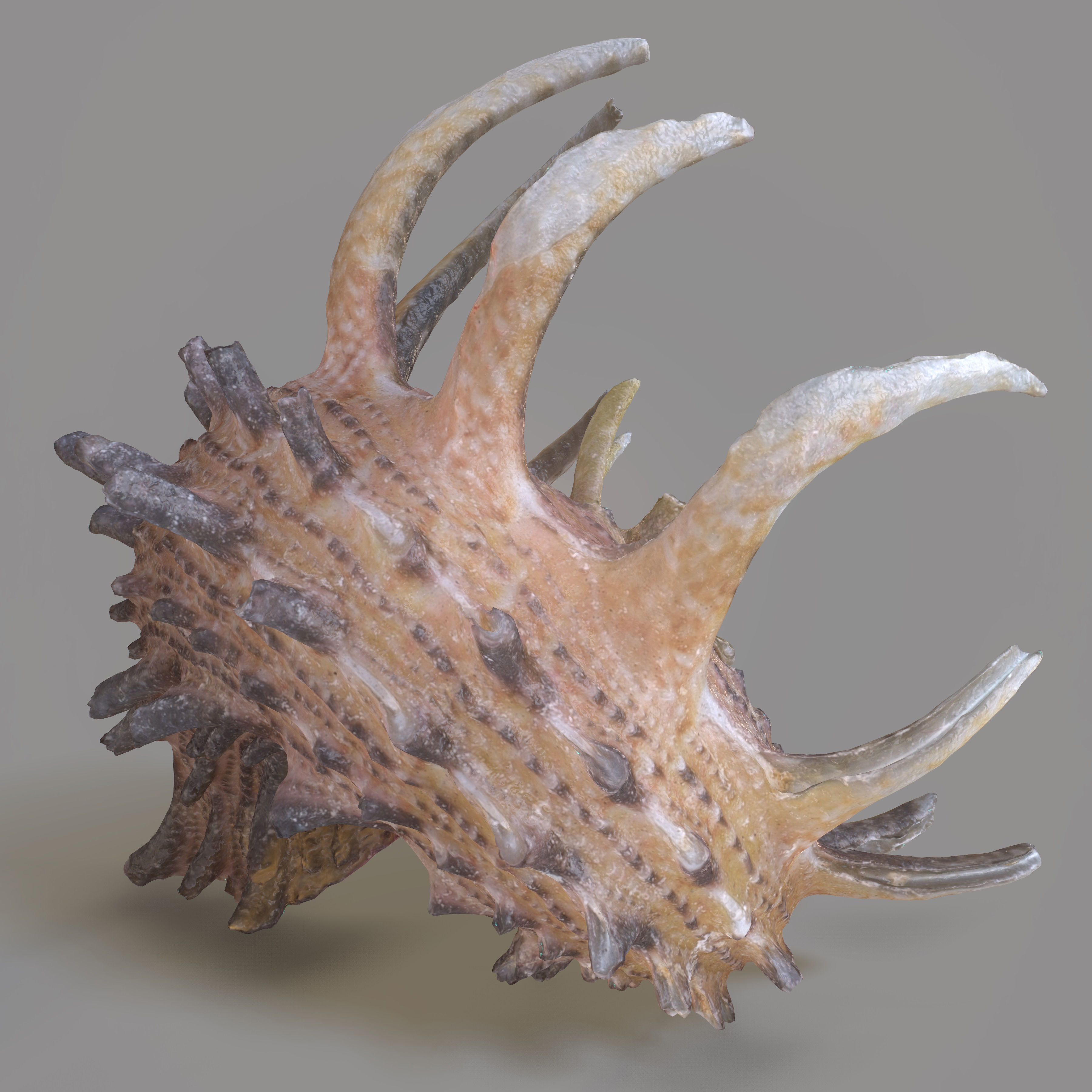 Angaria Delphinus Melanacantha Low-poly 3D model_8