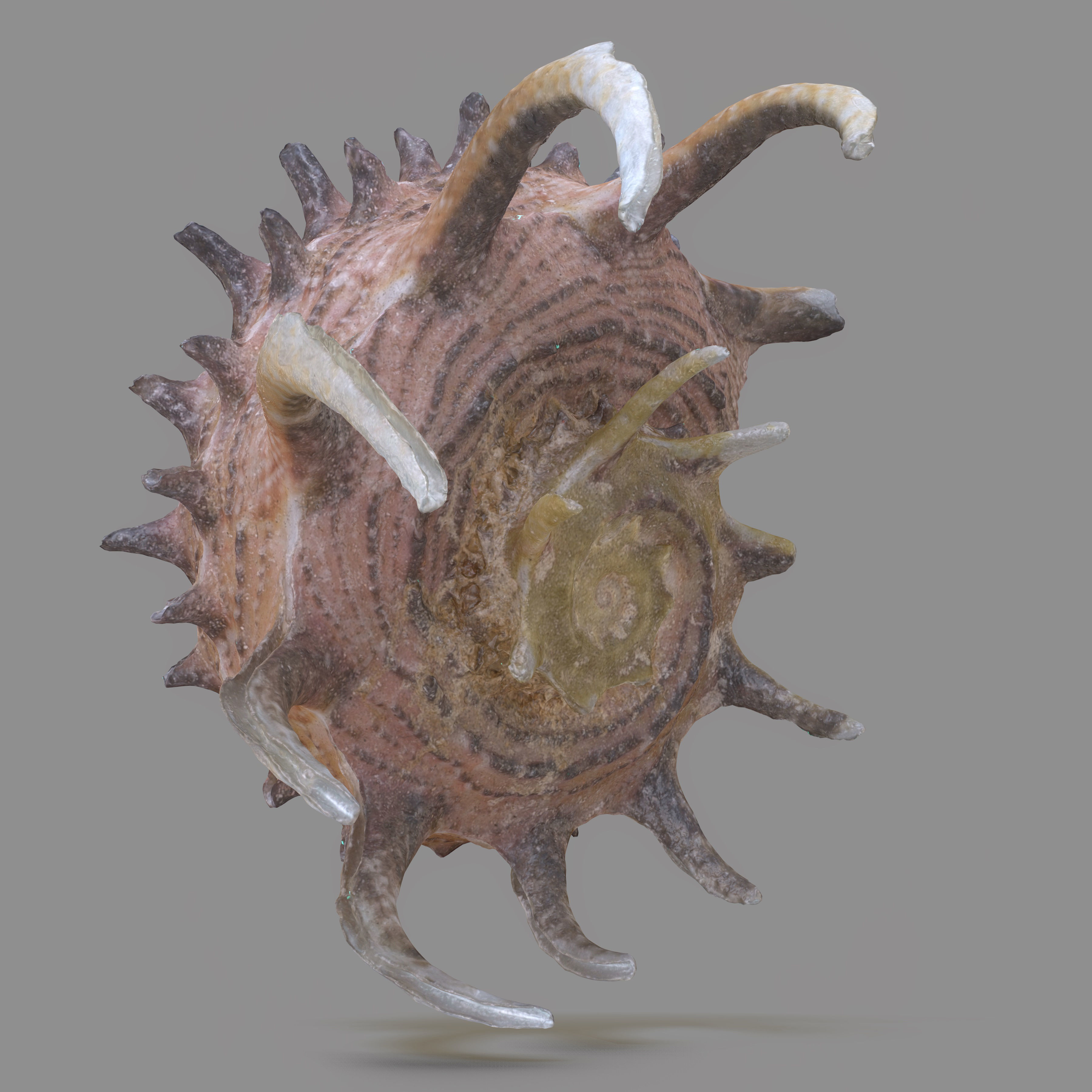 Angaria Delphinus Melanacantha Low-poly 3D model_10