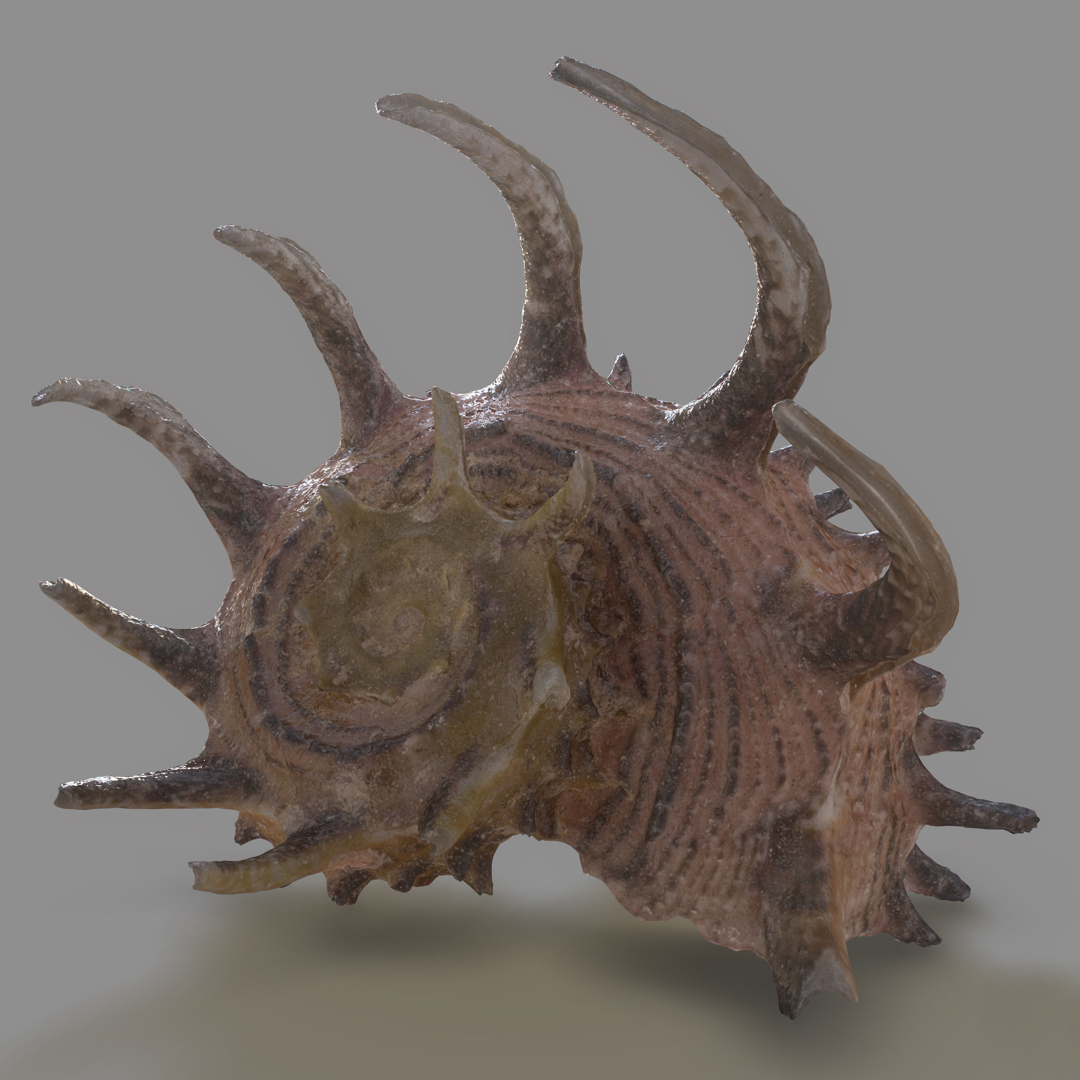 Angaria Delphinus Melanacantha Low-poly 3D model_11