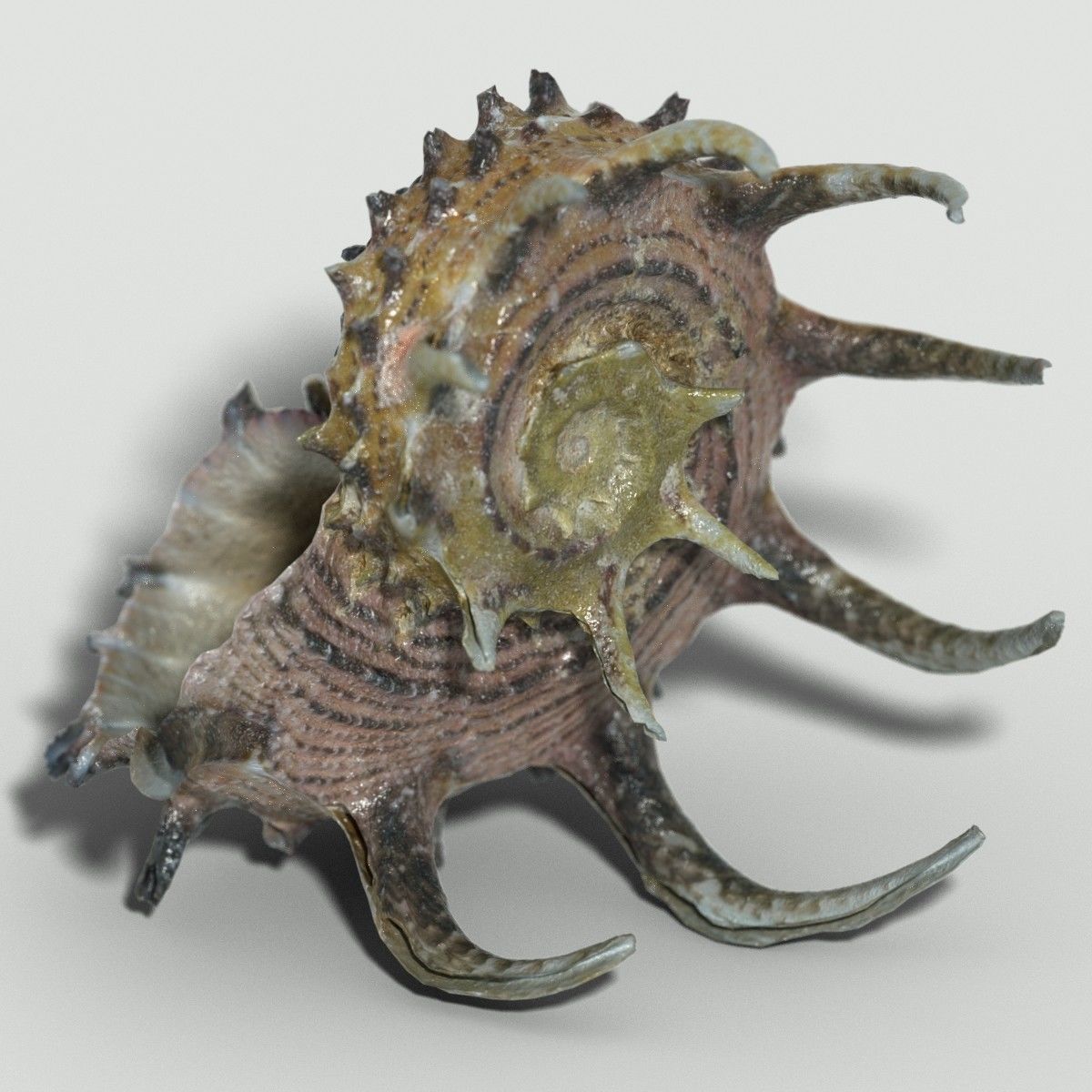 Angaria Delphinus Melanacantha Low-poly 3D model_5