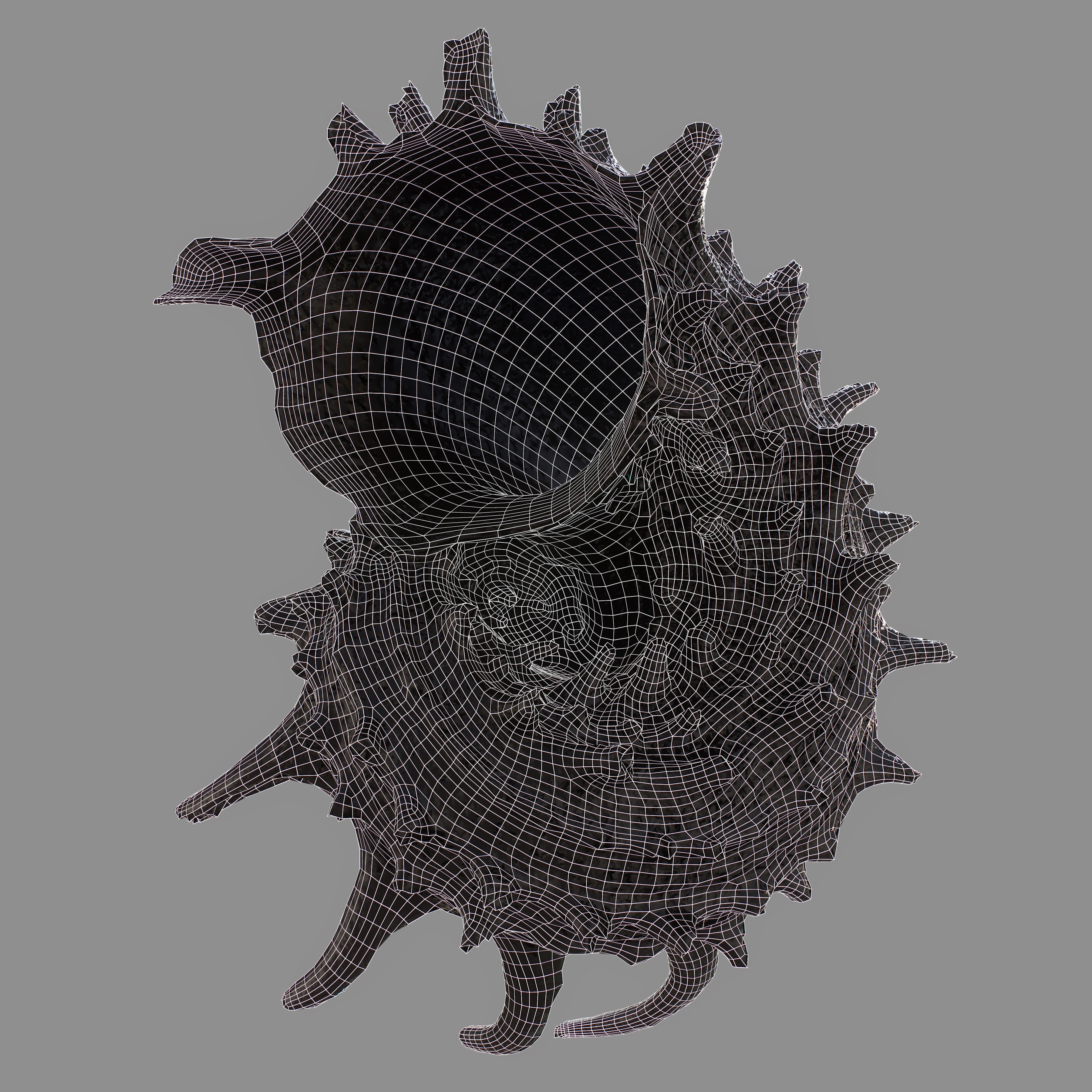 Angaria Delphinus Melanacantha Low-poly 3D model_12