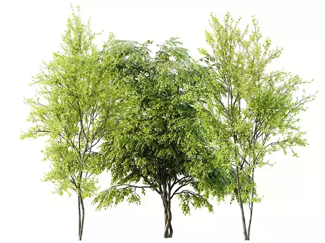 AV Acer Saccharinum and European Bladdernut Spring 2 Trees