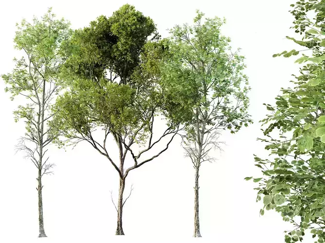 AV Fagus Sylvatica and Acer Pseudoplatanus