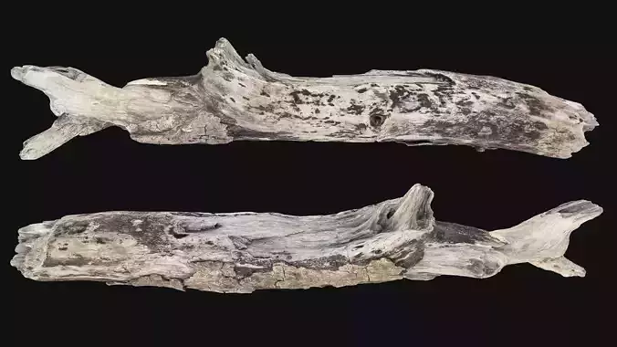 Realistic Dry Cracked Tree wood Trunk Branch 3D Scan in highpoly