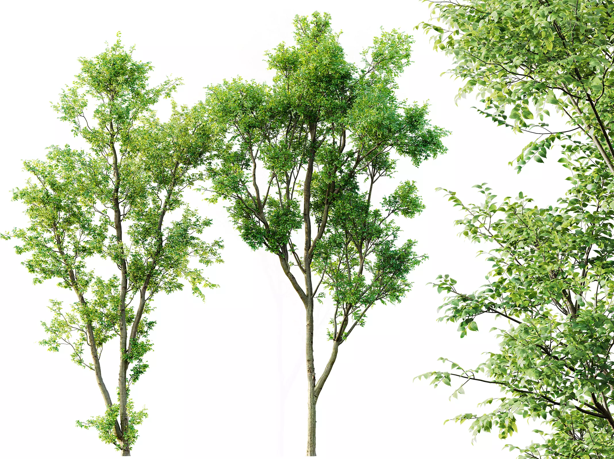 AV Celtis Australis 3D model