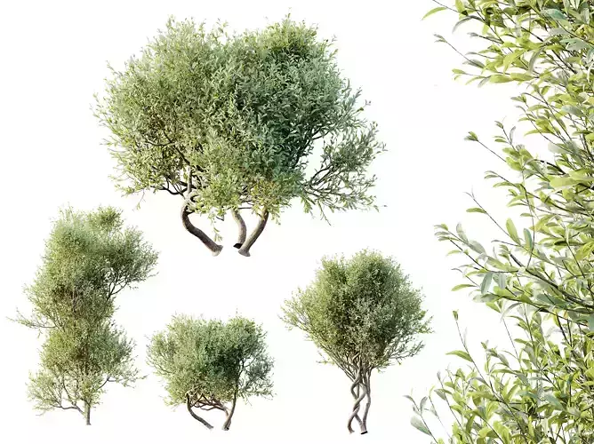 AV Bush Plants Mission Wilsonii Chemlali Olive Version30