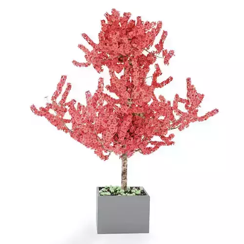 bonsai B coral tree in pot