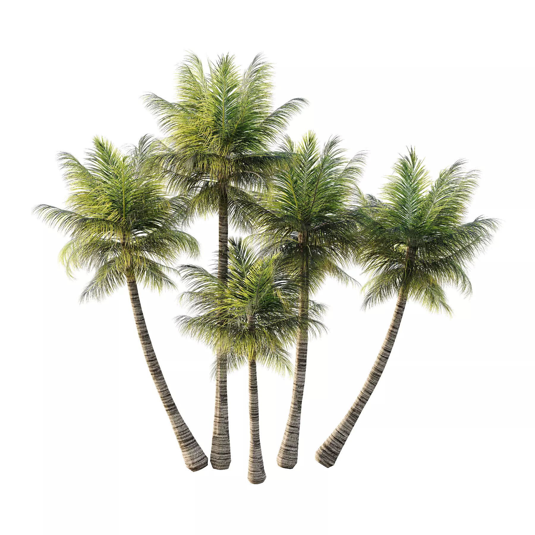 Palm Tree 3D model