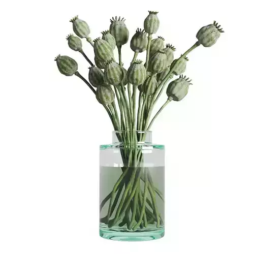 Green Poppy Heads In Glass Vase