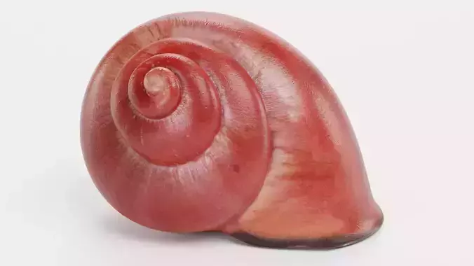 -Snail Shell-