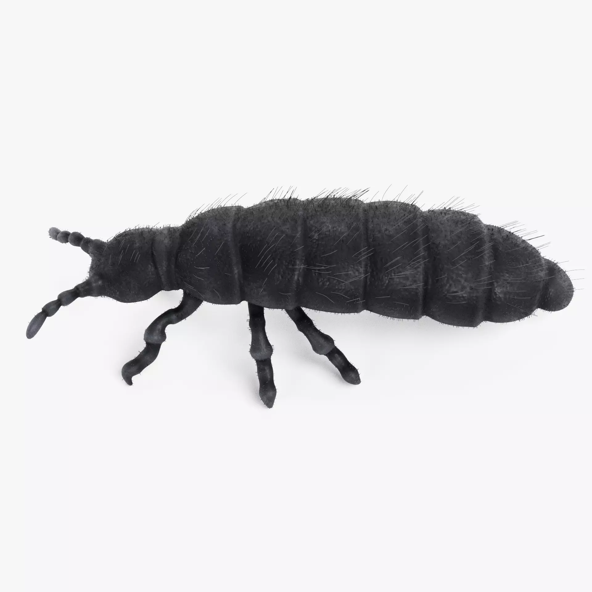 Snow Flea - Realistic Hypogastrura Nivicola Winter Springtail 3D model