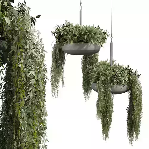 plant vol 725 - fern - ampelous - hanging