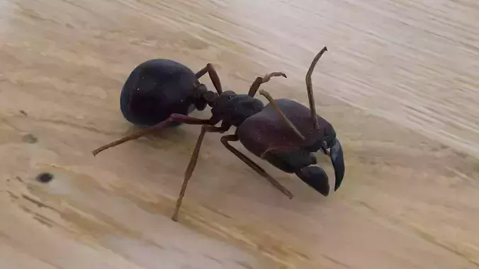 Soldier ant
