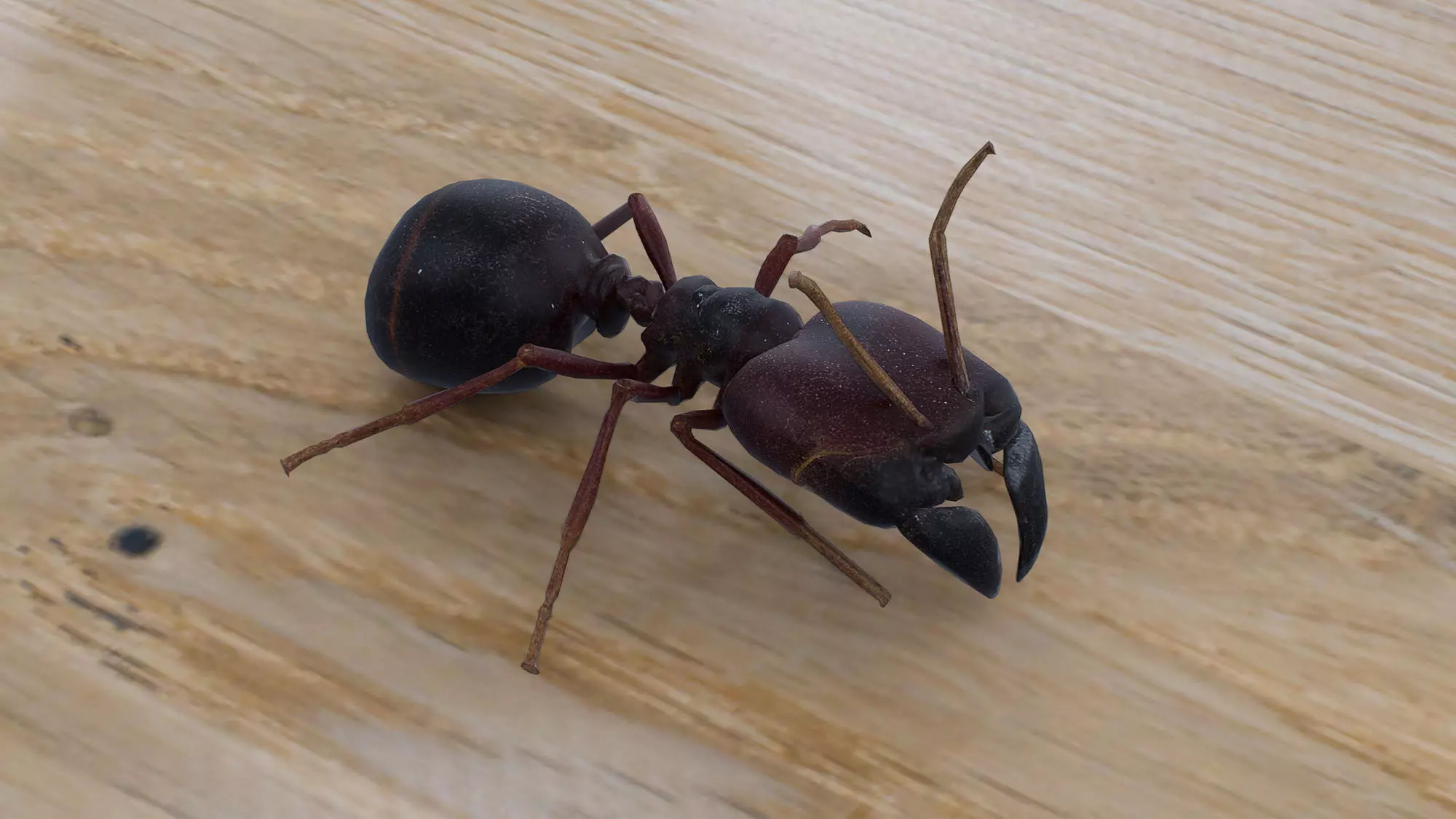 Soldier ant Low-poly 3D model