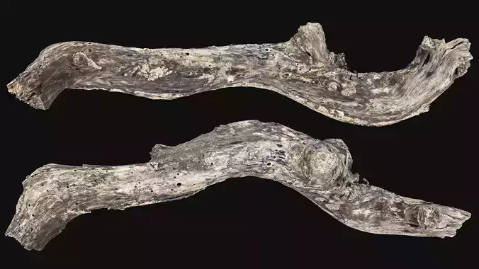 Withered Tree trunk wood 3d scan highpoly