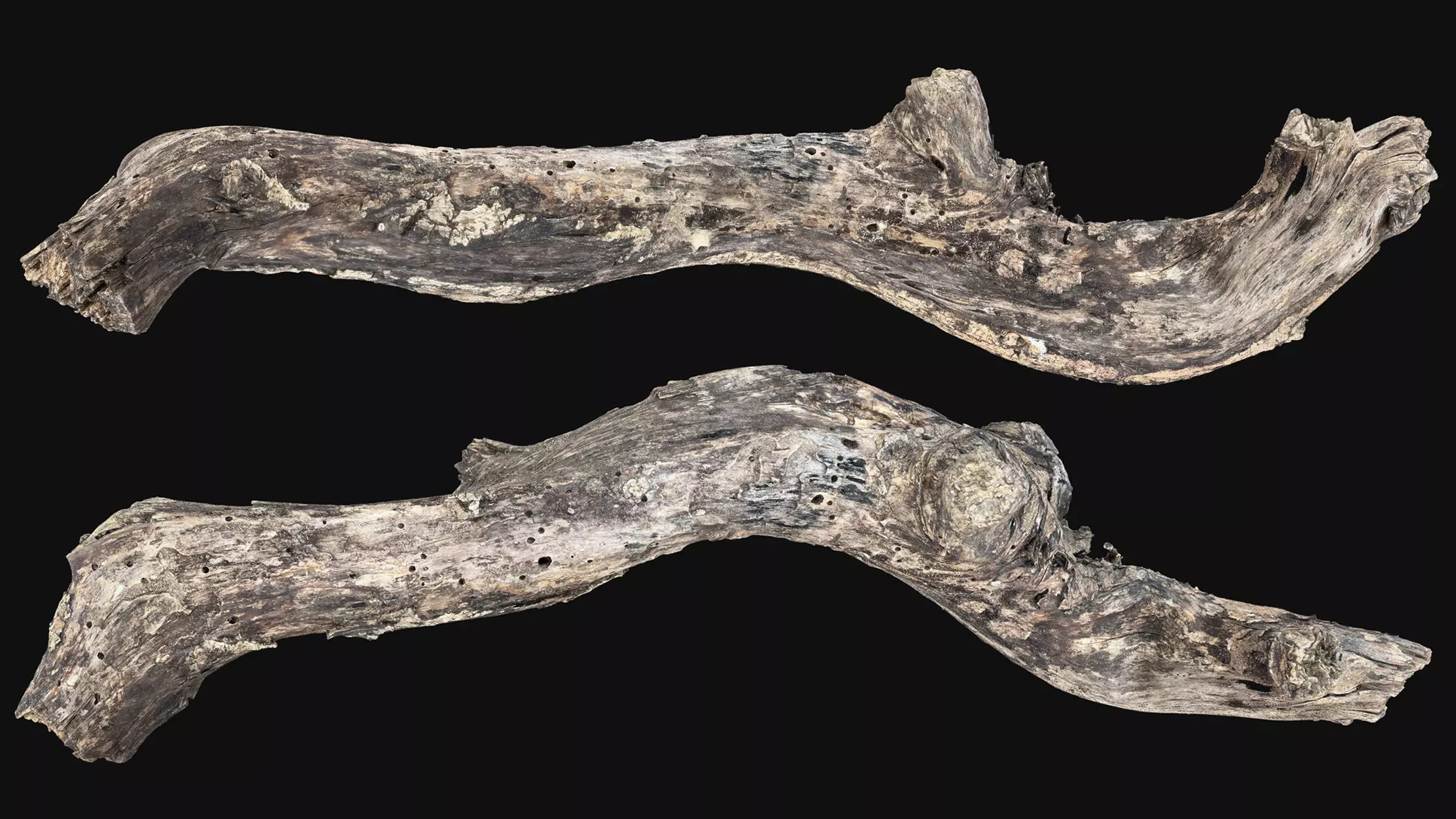 Withered Tree trunk wood 3d scan highpoly 3D model