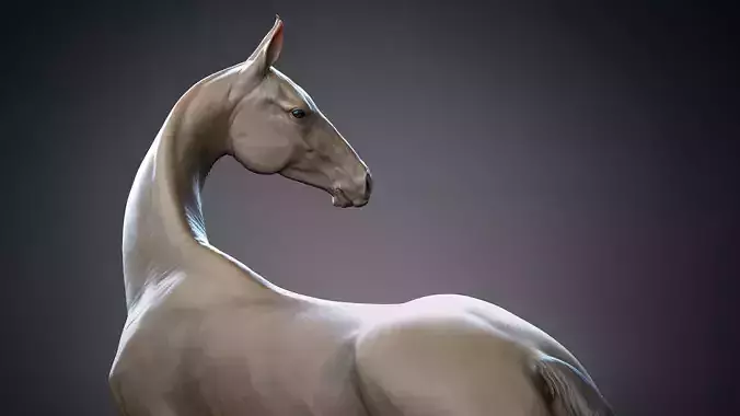 Akhal-Teke horse standing I 3D Sculpting