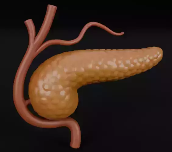 Pancreas High-Quality Realistic Anatomical Organ 3D Model