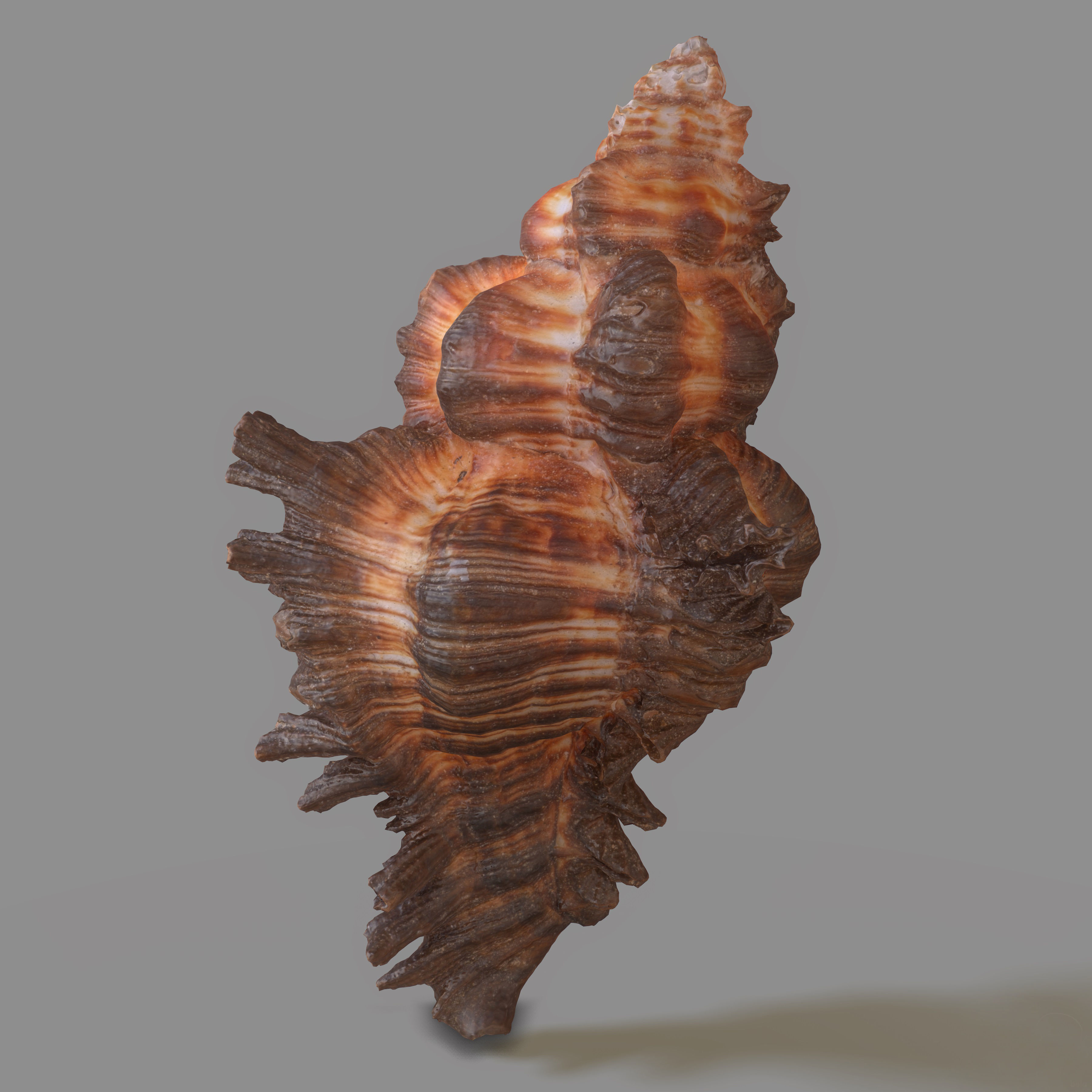 Chicoreus banksii BROWN Mollusk Sea Shell Low-poly 3D model_8