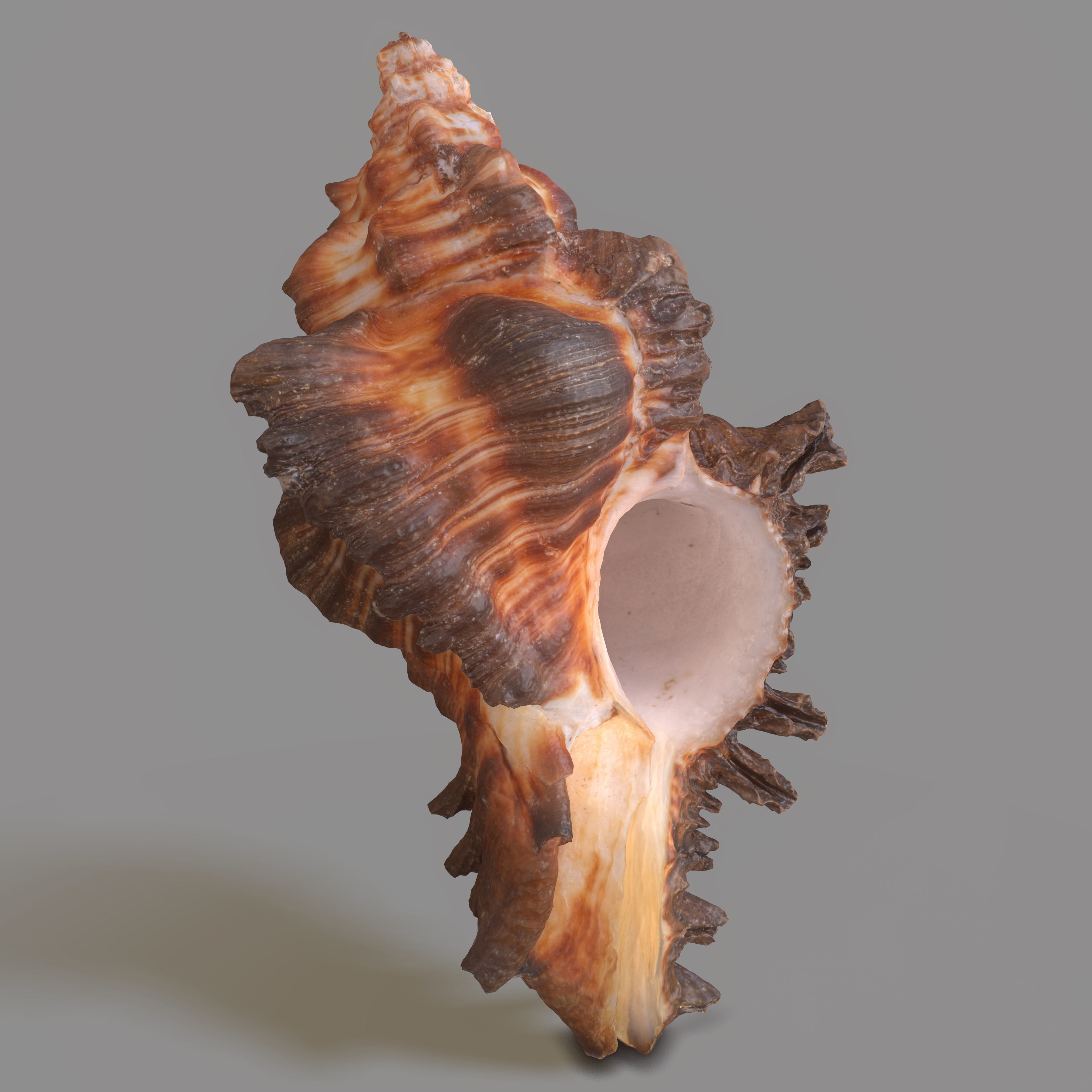 Chicoreus banksii BROWN Mollusk Sea Shell Low-poly 3D model_5