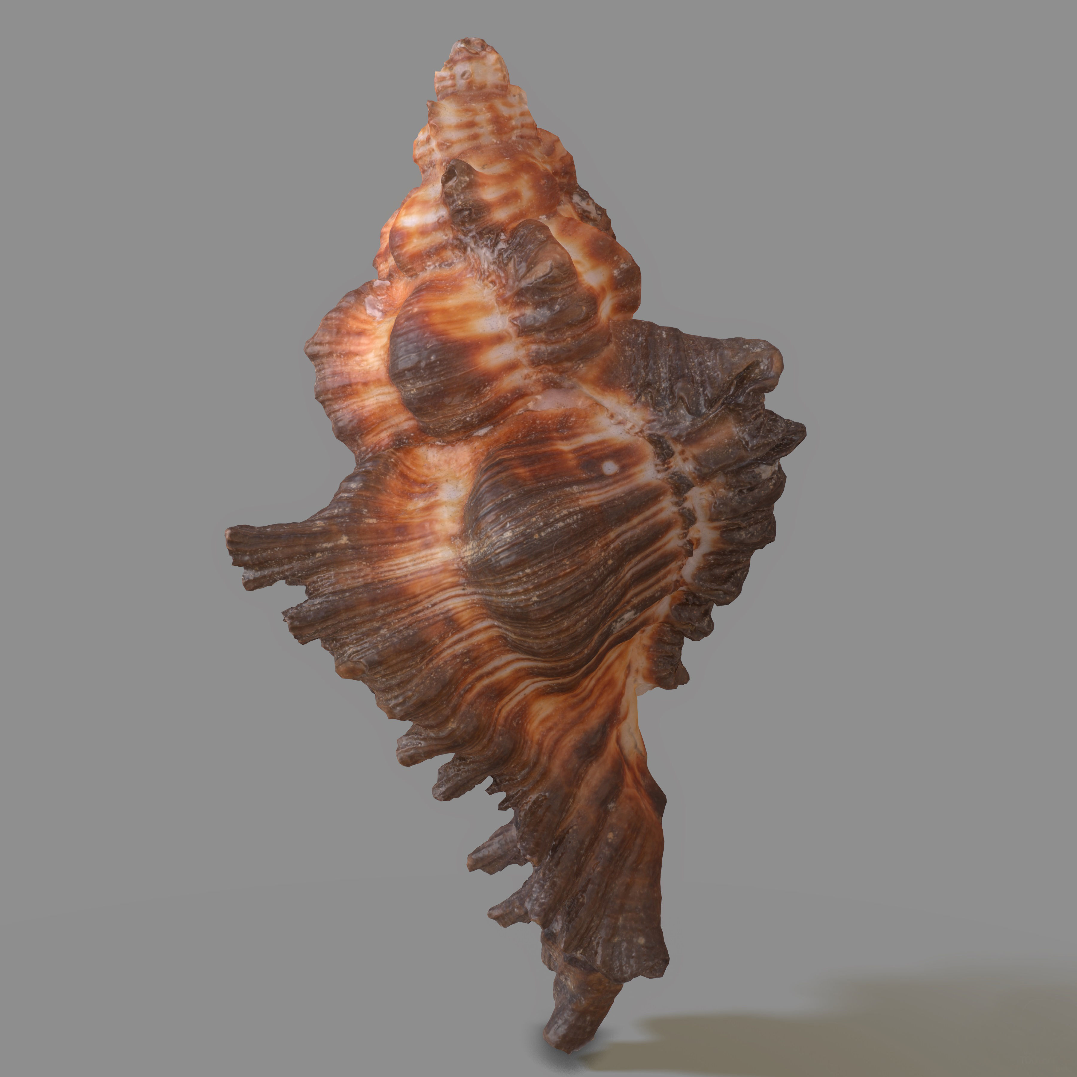 Chicoreus banksii BROWN Mollusk Sea Shell Low-poly 3D model_7