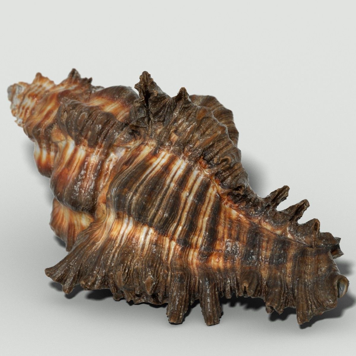 Chicoreus banksii BROWN Mollusk Sea Shell Low-poly 3D model_1