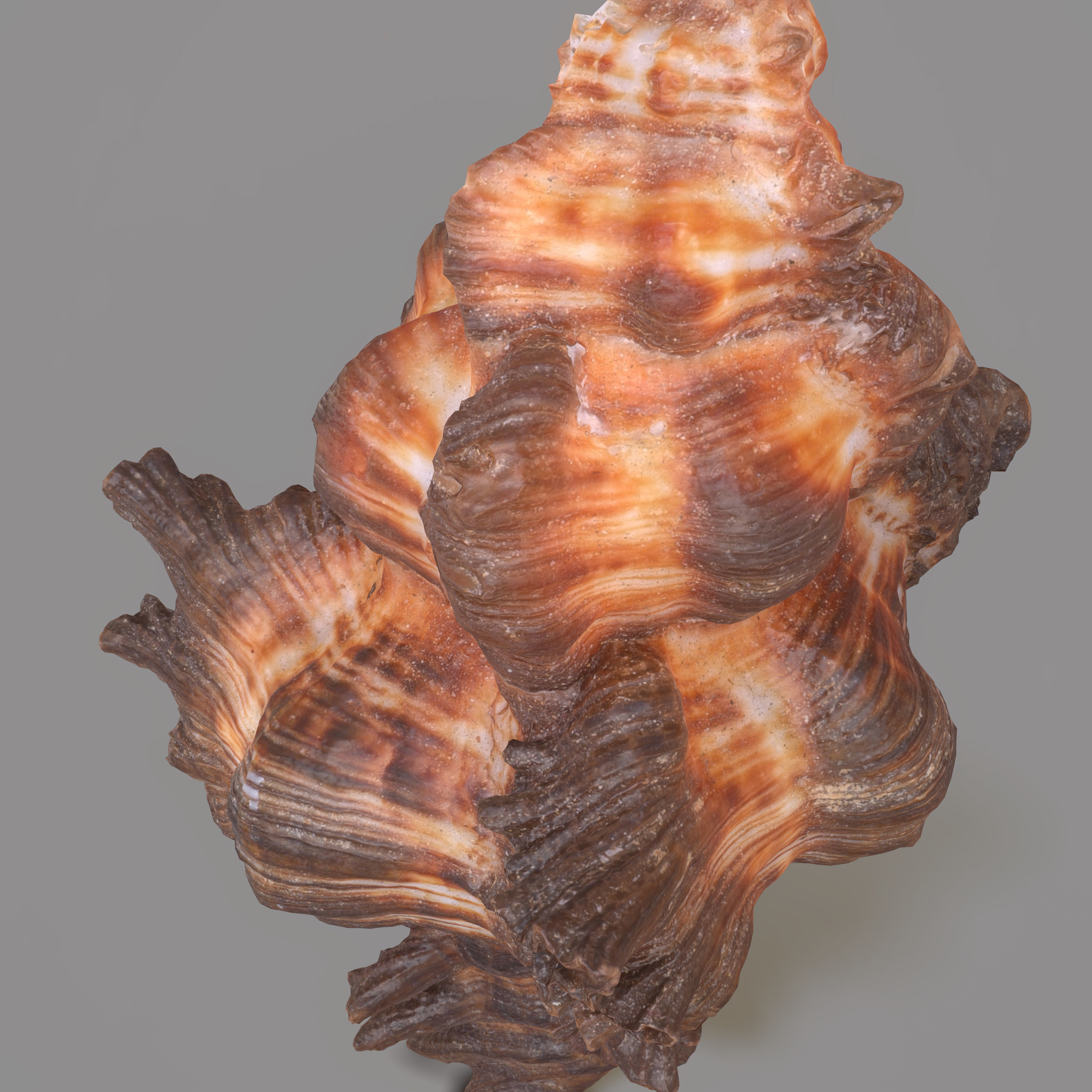 Chicoreus banksii BROWN Mollusk Sea Shell Low-poly 3D model_6