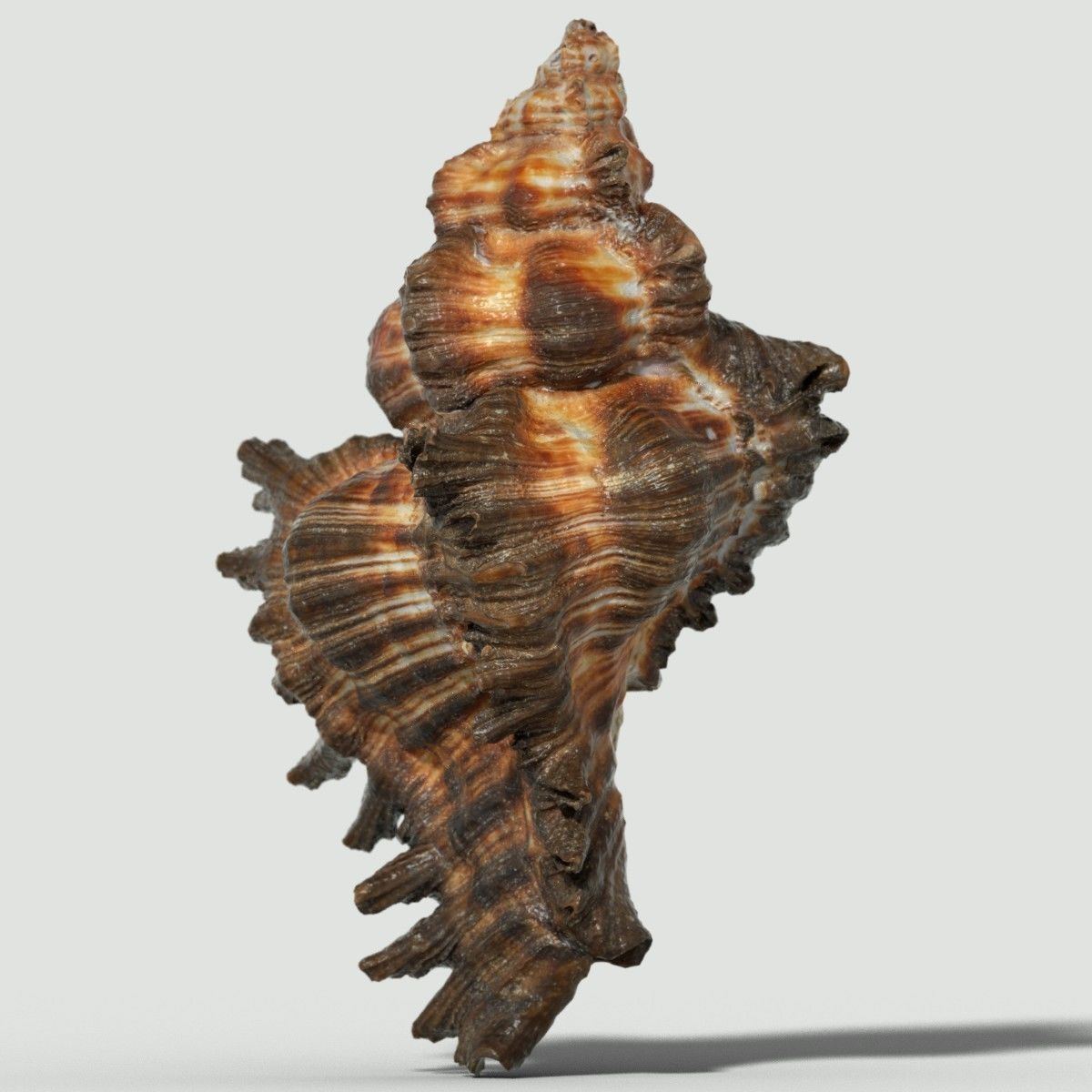 Chicoreus banksii BROWN Mollusk Sea Shell Low-poly 3D model_3