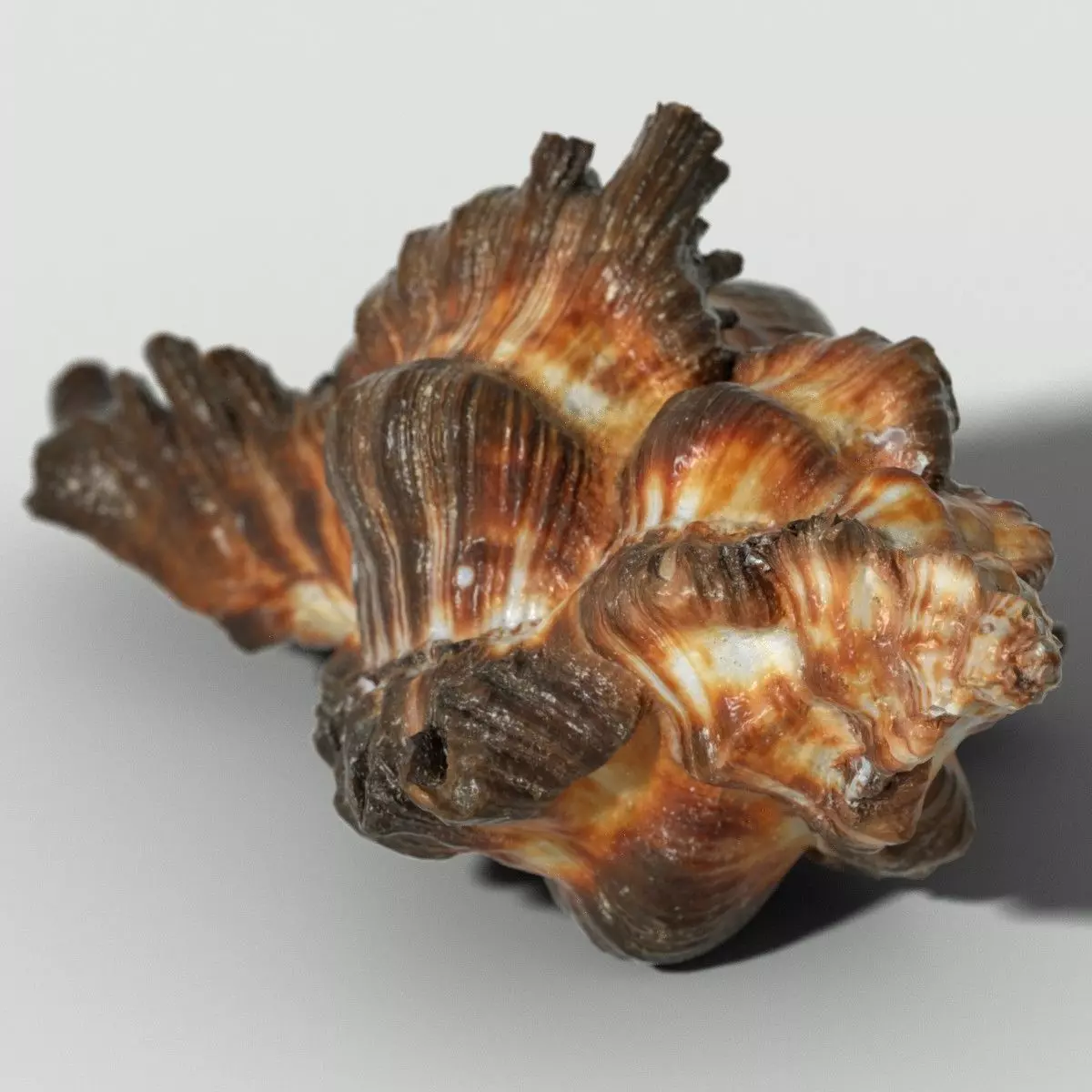 Chicoreus banksii BROWN Mollusk Sea Shell Low-poly 3D model_0