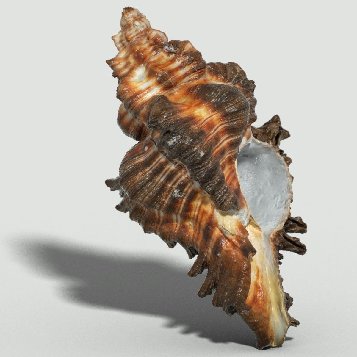 Chicoreus banksii BROWN Mollusk Sea Shell Low-poly 3D model_2
