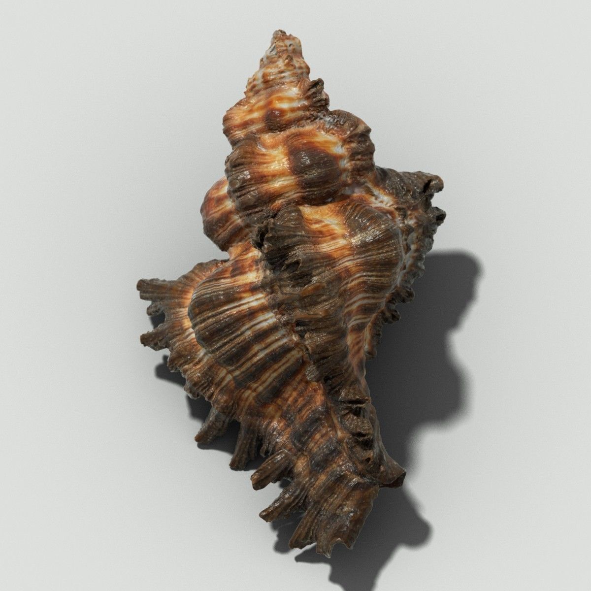 Chicoreus banksii BROWN Mollusk Sea Shell Low-poly 3D model_4