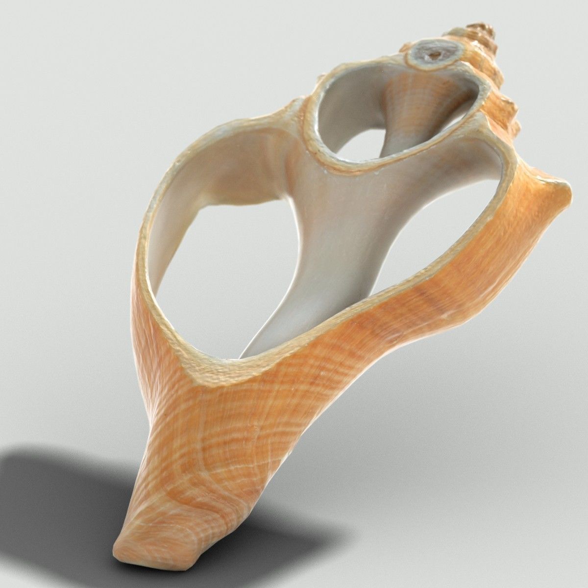 Cut Seashell Low-poly 3D model_1