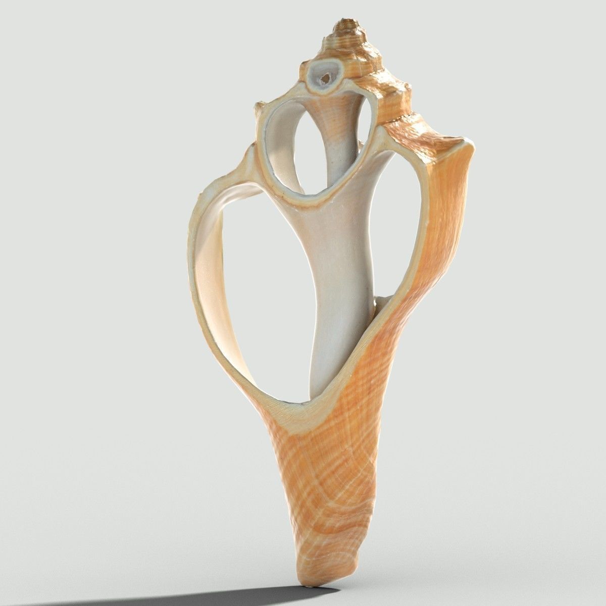 Cut Seashell Low-poly 3D model_4