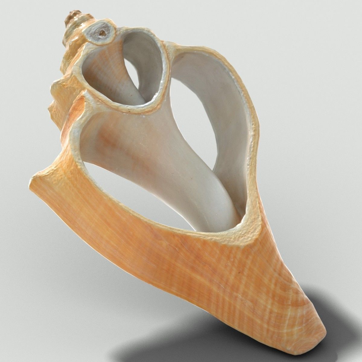 Cut Seashell Low-poly 3D model_2