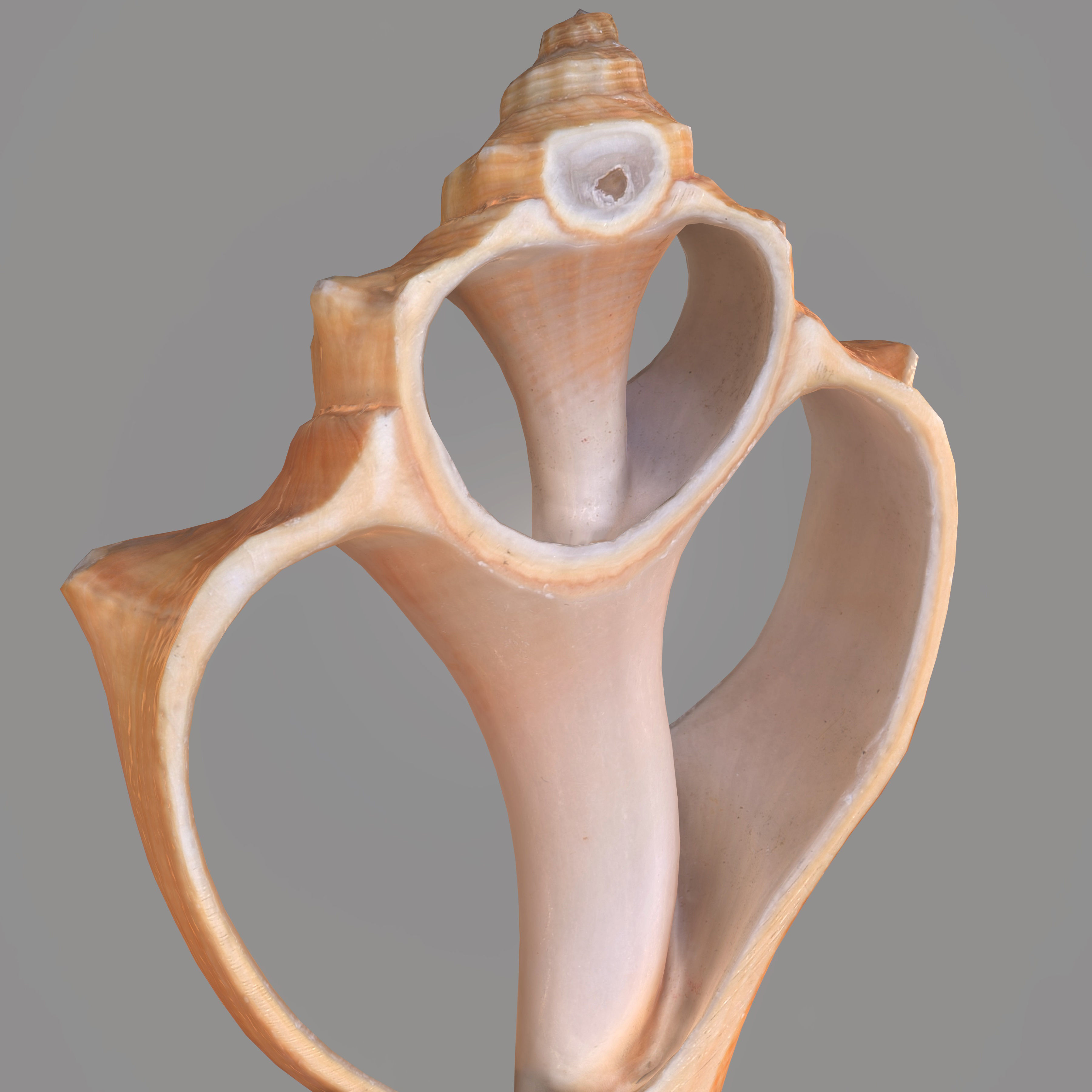 Cut Seashell Low-poly 3D model_6