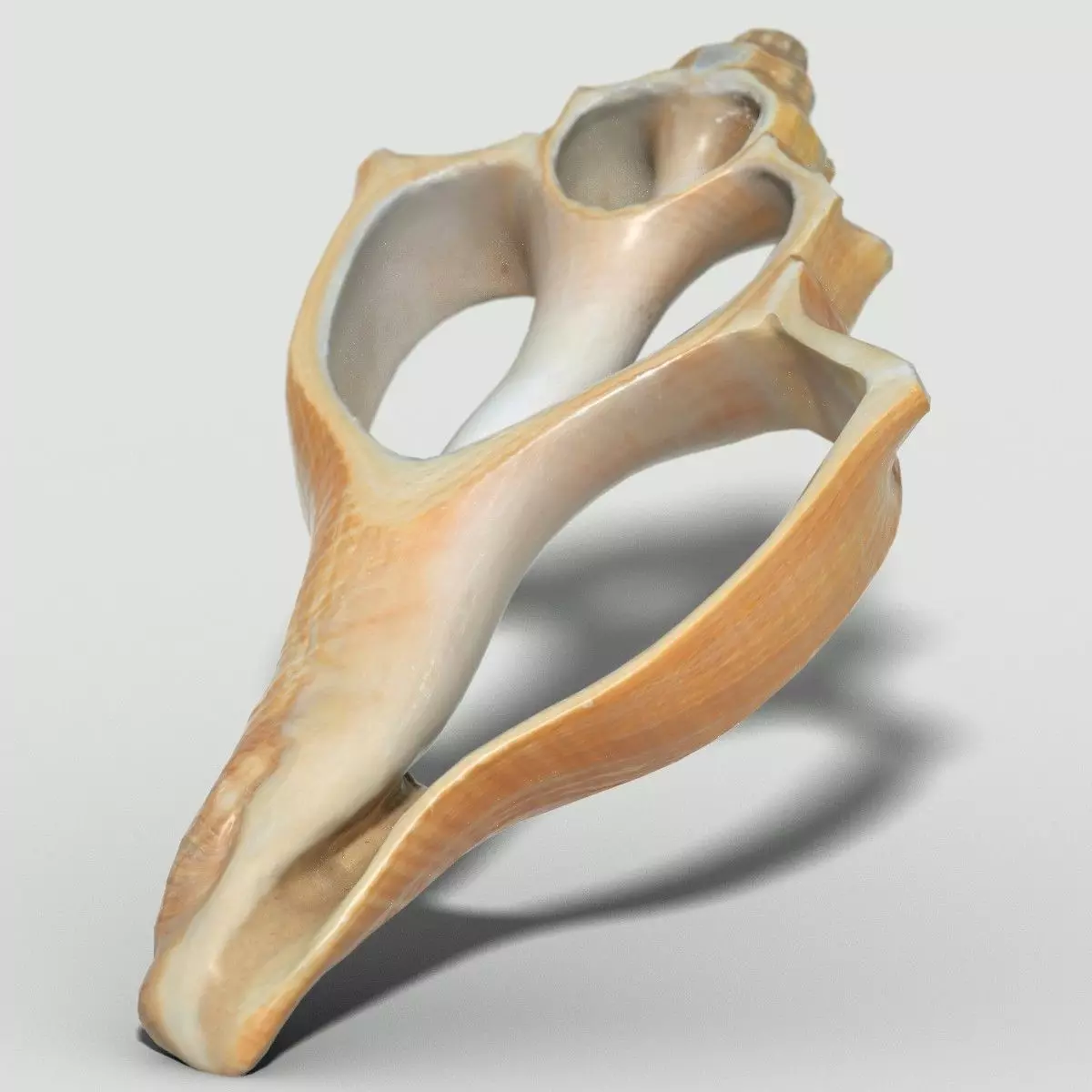 Cut Seashell Low-poly 3D model_0