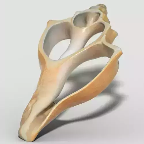Cut Seashell Low-poly 3D model