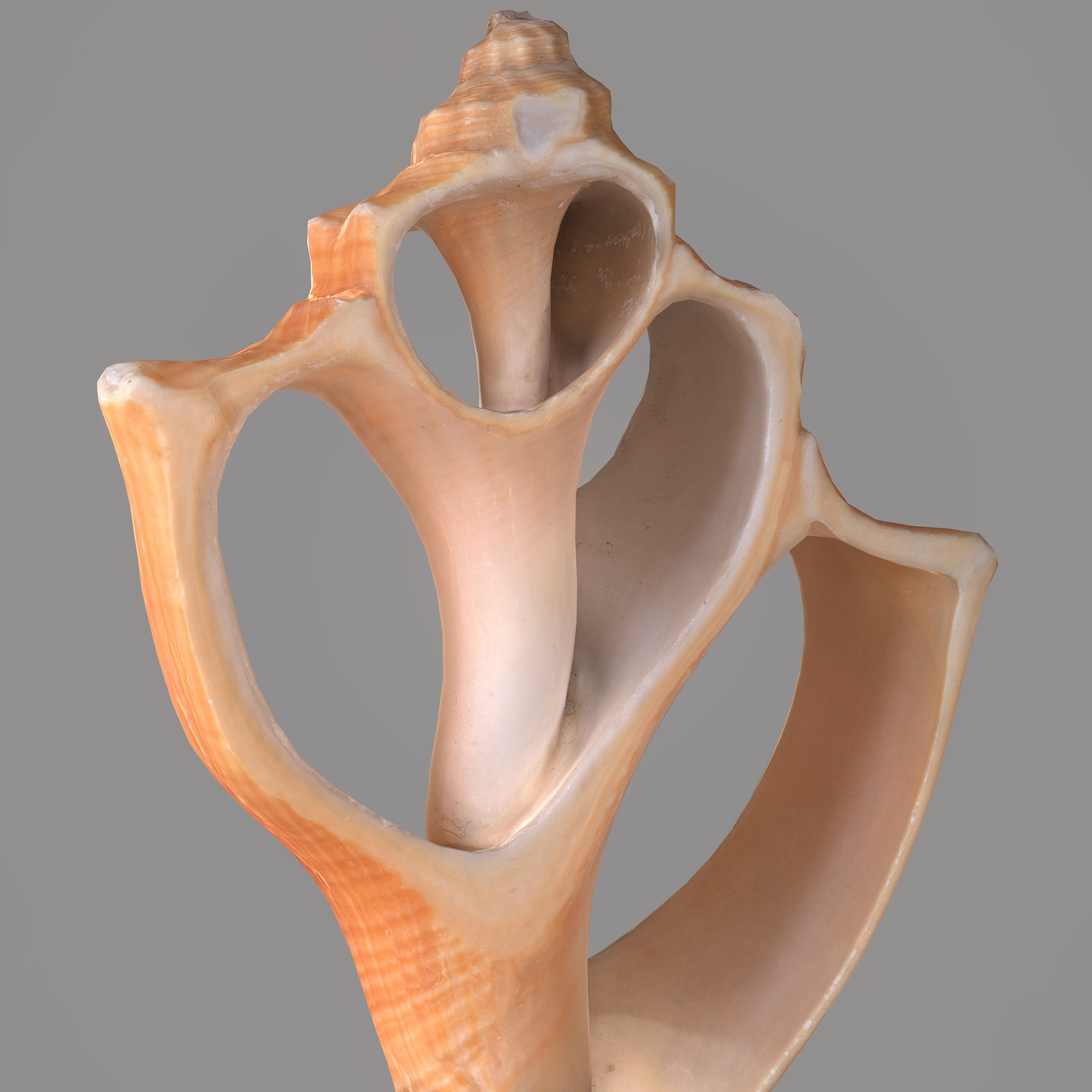 Cut Seashell Low-poly 3D model_5
