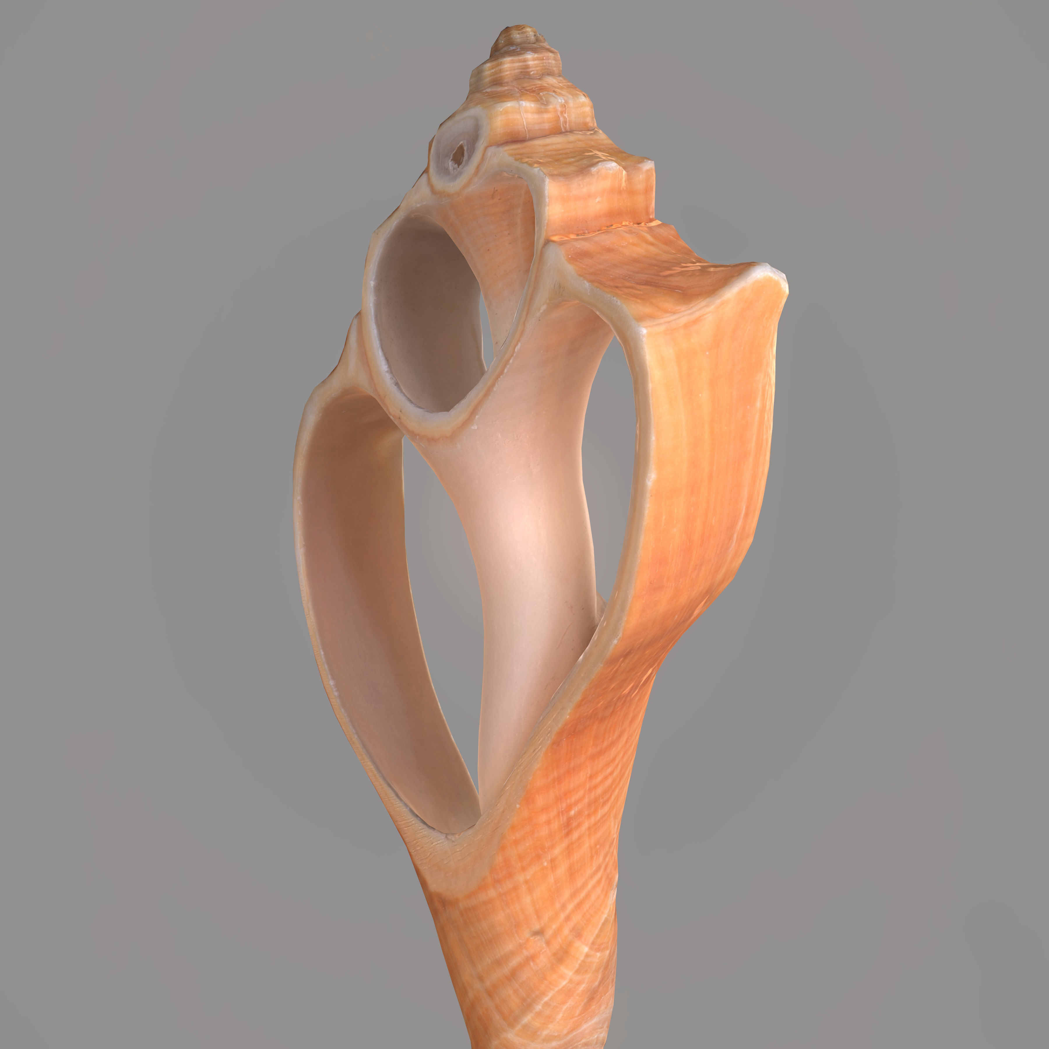 Cut Seashell Low-poly 3D model_7