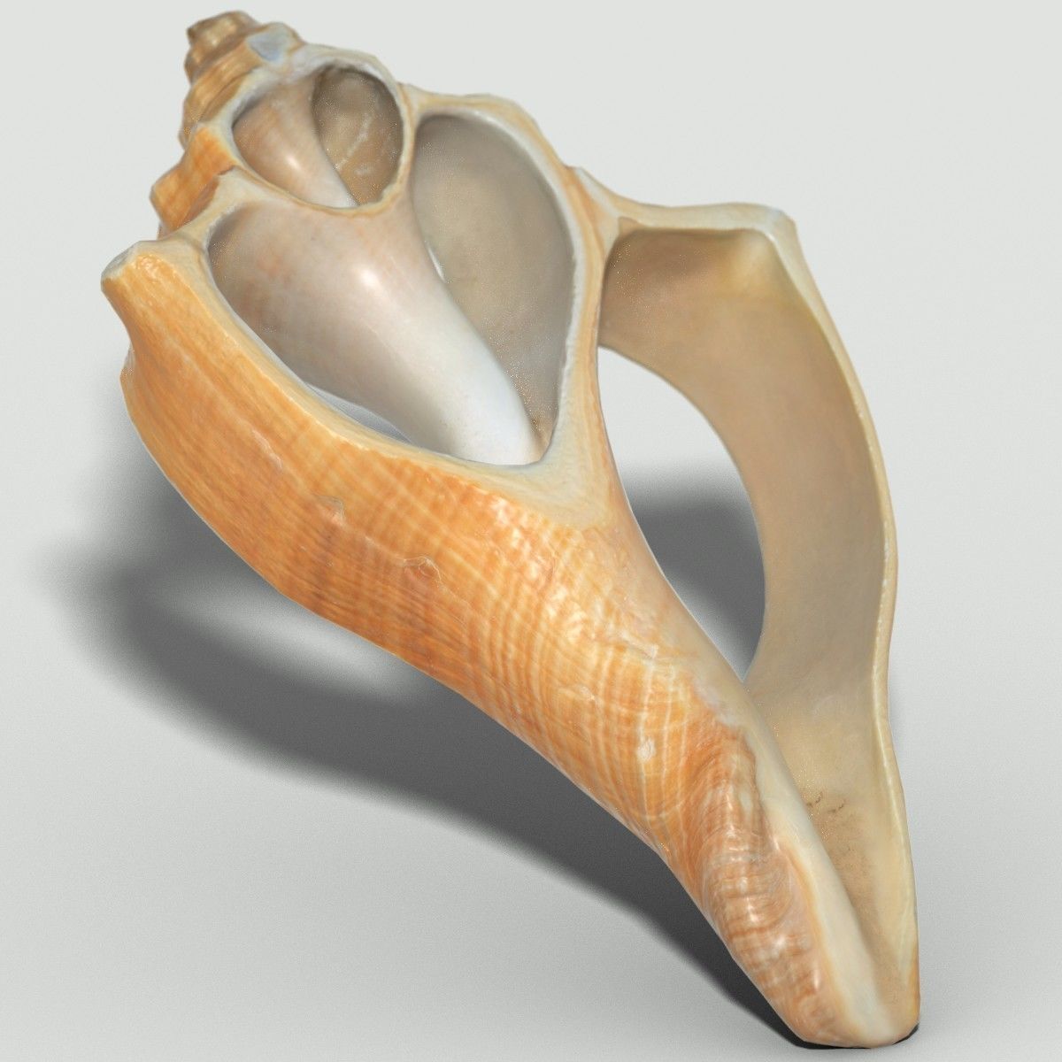 Cut Seashell Low-poly 3D model_3